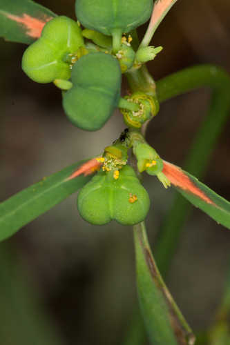 Euphorbia cyathophora #14